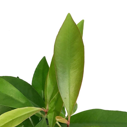 Ardesia Humilis, red, 3.5in