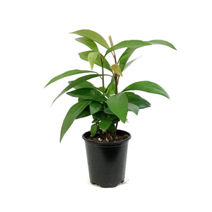 Humilis, red, 3.5in