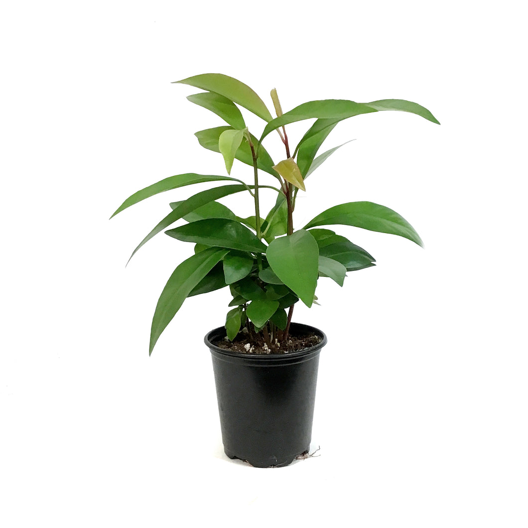 Humilis, red, 3.5in
