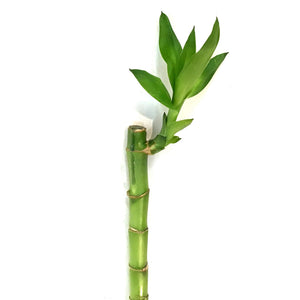 Straight Bamboo Stem, 45cm
