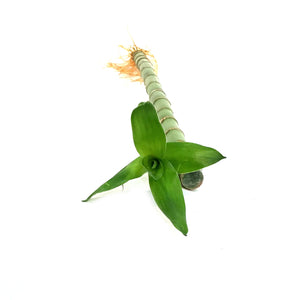 Lucky Bamboo, 45cm, Straight