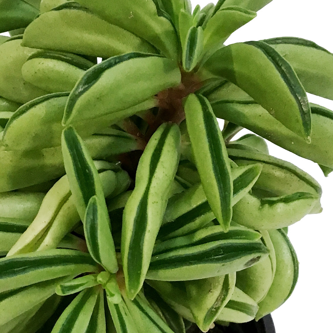 Peperomia, 4in, Fire Sparks