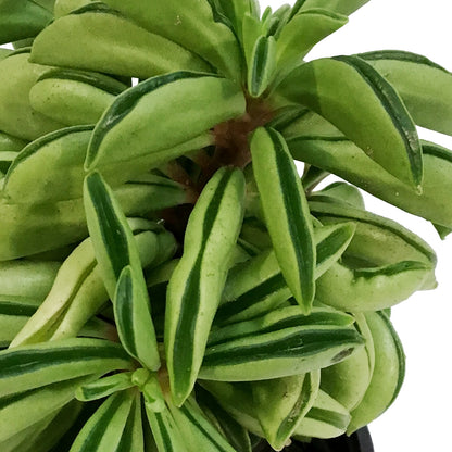 Peperomia, 4in, Fire Sparks