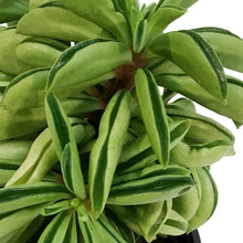 Load image into Gallery viewer, Peperomia, 4in, Fire Sparks
