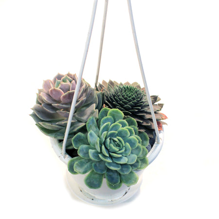 Hanging Basket, 4.5in, Succulent