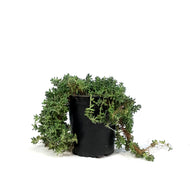 Succulent, 3.5in, Sedum Cauticola