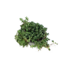 Load image into Gallery viewer, Succulent, 3.5in, Sedum Cauticola
