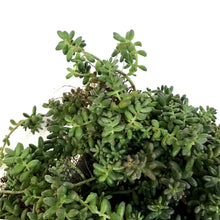 Load image into Gallery viewer, Succulent, 3.5in, Sedum Cauticola
