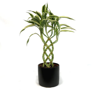 Lucky Bamboo, 5in, 8-Shape, Ceramic Pot