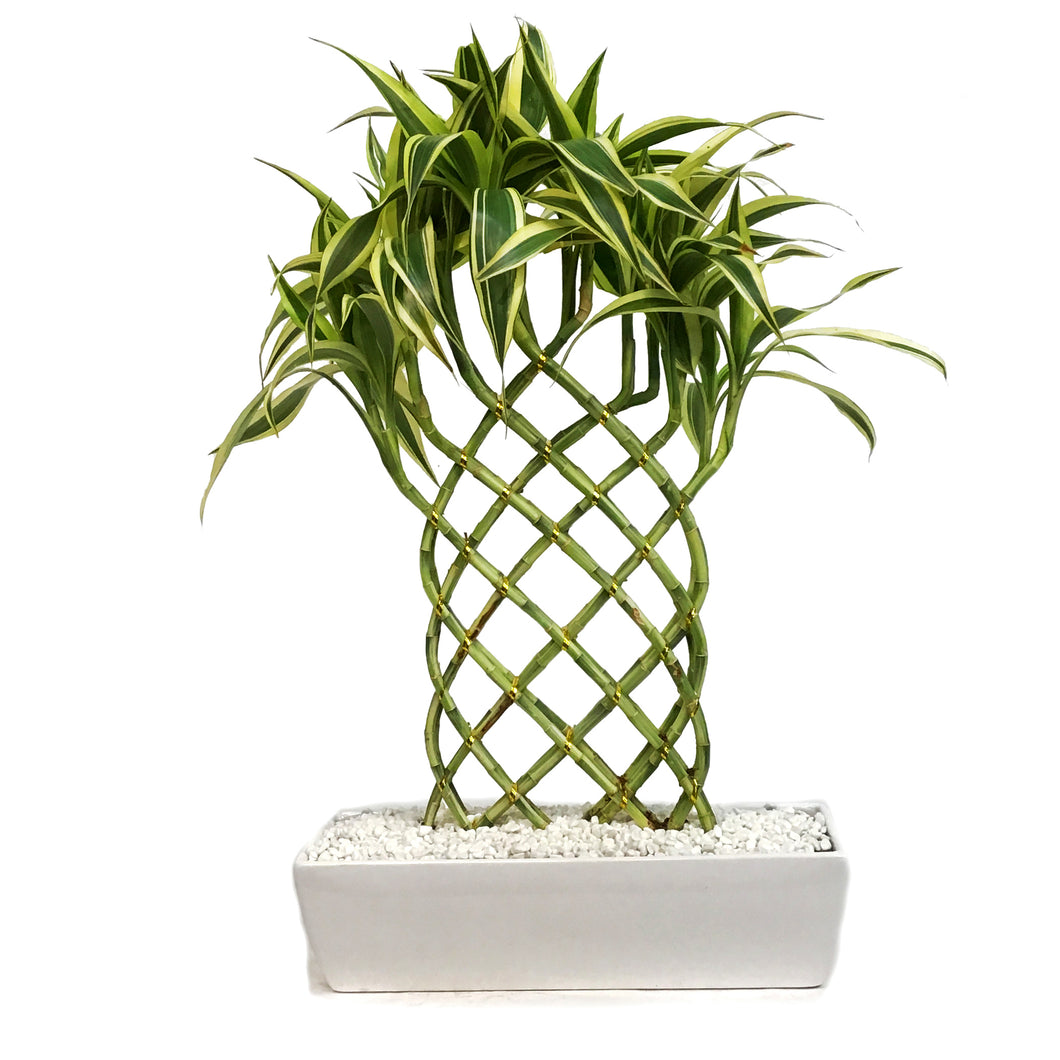 lucky bamboo trellis BAMBOO,TRELLIS – Floral Acres Greenhouse & Garden Centre
