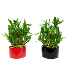 Load image into Gallery viewer, Bamboo Planter, Lucky Pagoda, 3-Tier, 4in
