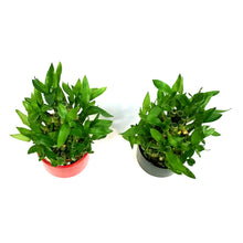 Load image into Gallery viewer, Bamboo Planter, Lucky Pagoda, 3-Tier, 4in
