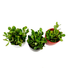 Load image into Gallery viewer, Jade, 4in, Ceramic
