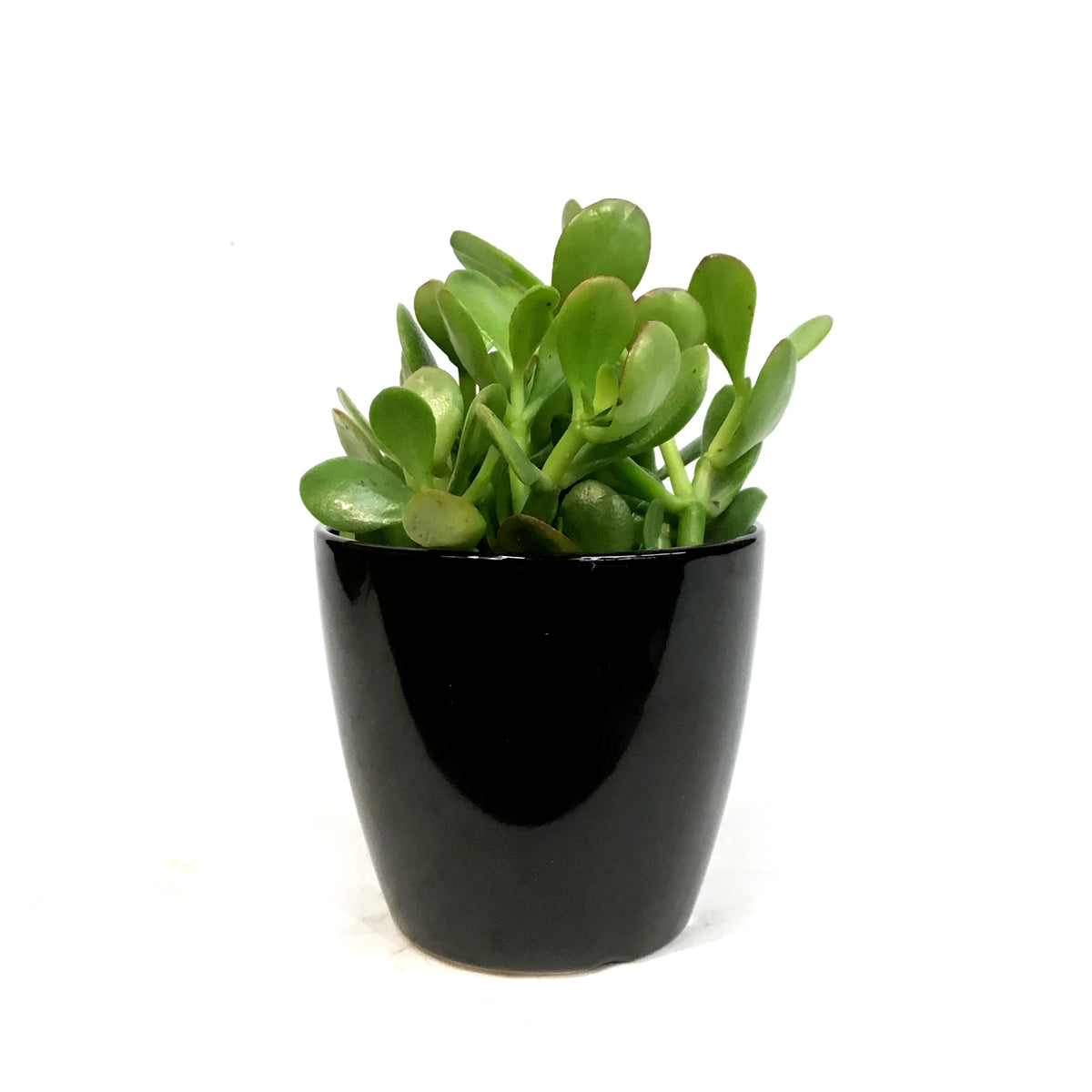 Jade, 4in, Ceramic