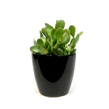 Load image into Gallery viewer, Jade, 4in, Ceramic
