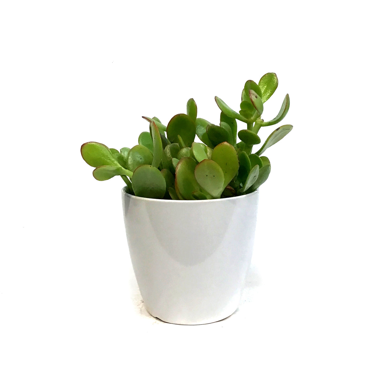 Jade, 4in, Ceramic