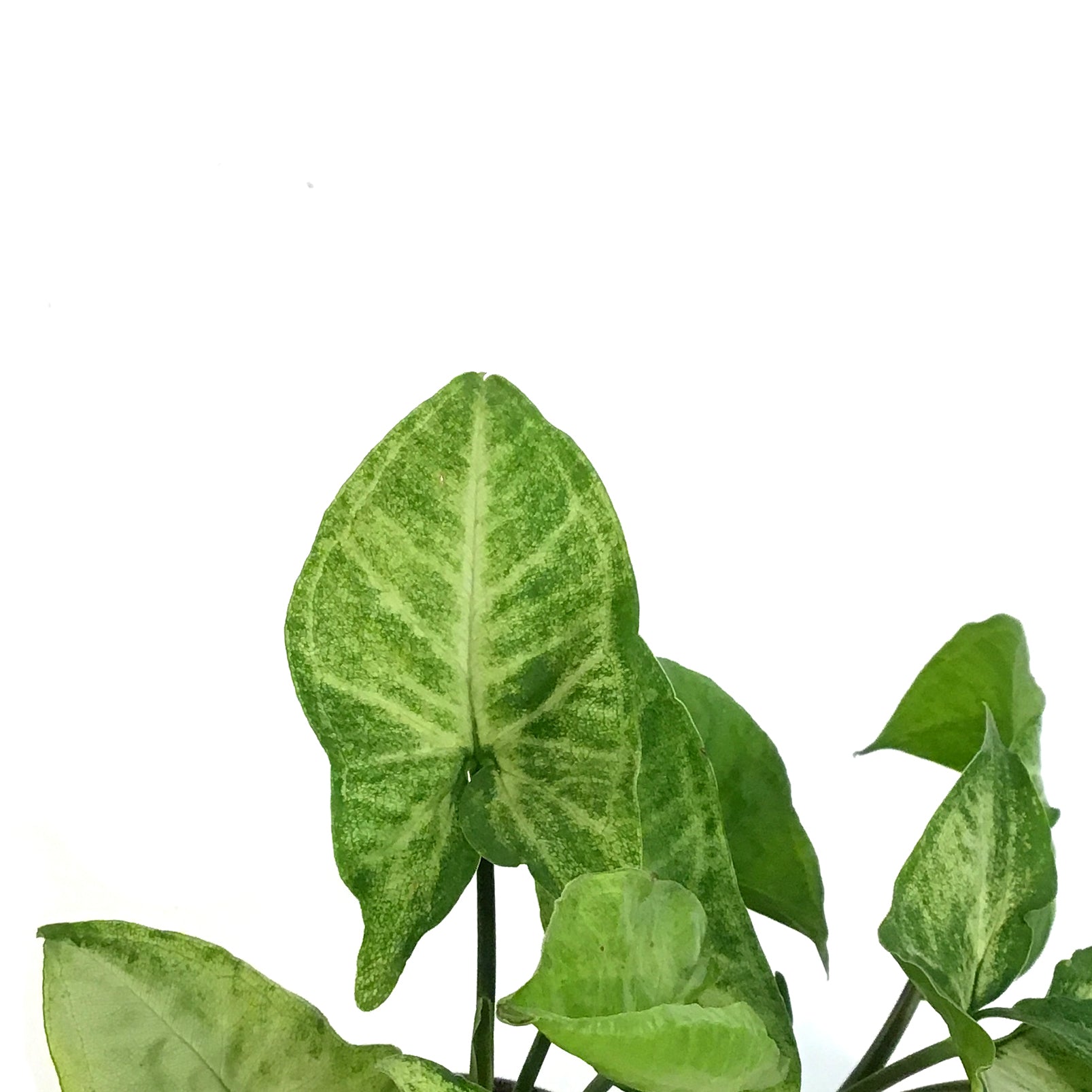 Nephthytis, 4in, White Butterfly