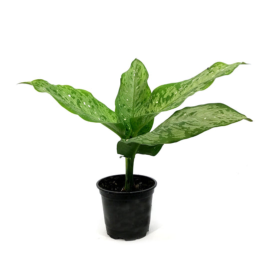 Dieffenbachia, 4in, TROPIC ALEX
