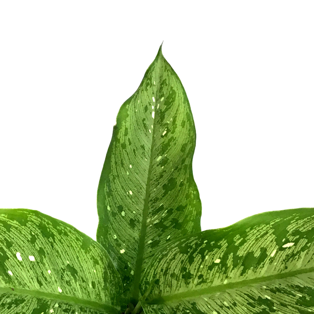 Dieffenbachia, 4in, TROPIC ALEX