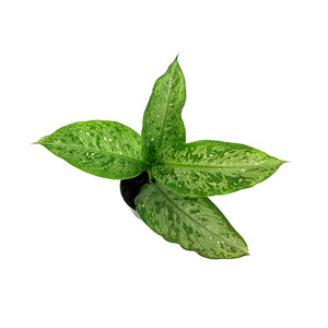 Dieffenbachia, 4in, Snow