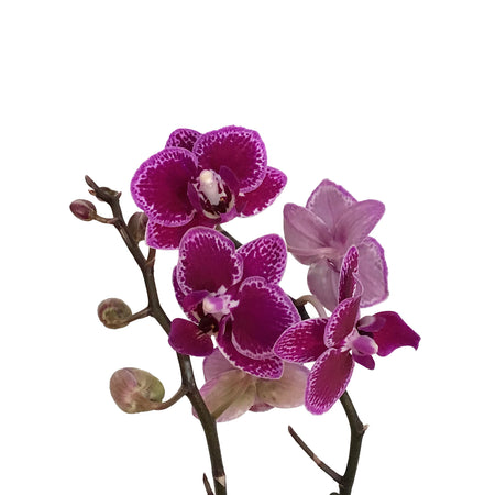 Orchid, 3.5in, Phalaenopsis Variegated