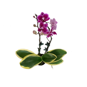 Orchid, 3.5in, Phalaenopsis Variegated