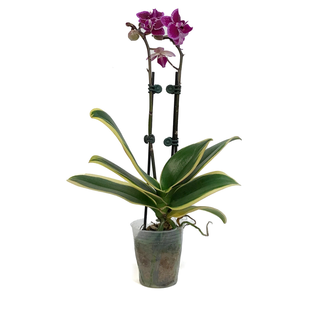 Orchid, 3.5in, Phalaenopsis Variegated