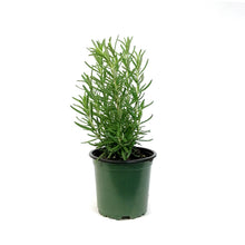 Load image into Gallery viewer, Rosemary, 4in, Upright
