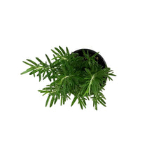Load image into Gallery viewer, Rosemary, 4in, Upright
