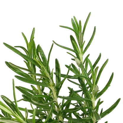 Rosemary, 4in, Upright
