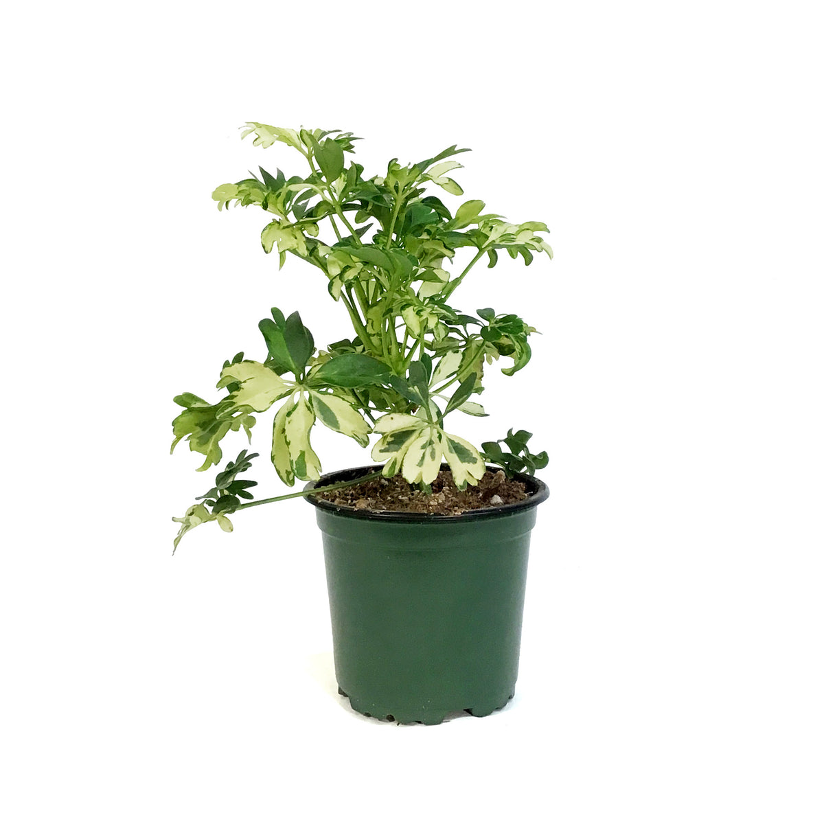 Schefflera, 4in, Janine