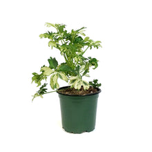 Load image into Gallery viewer, Schefflera, 4in, Janine
