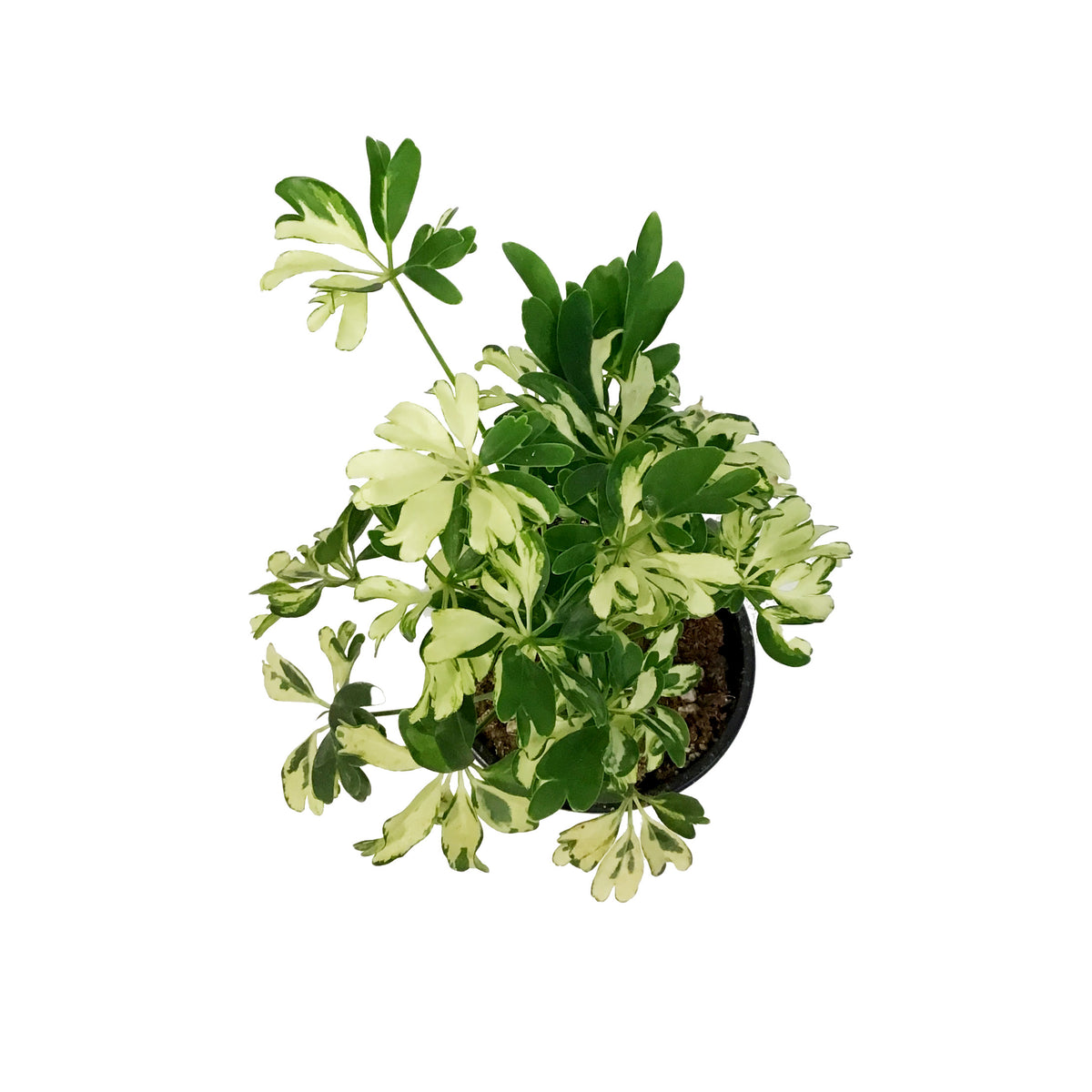 Schefflera, 4in, Janine