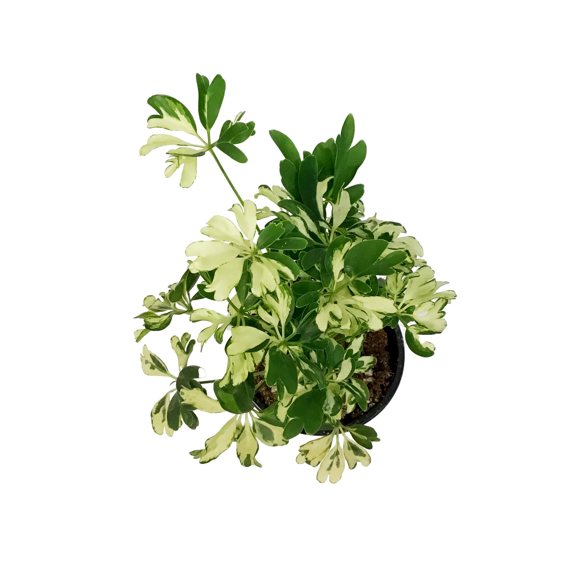 schefflera arboricola janine Schefflera, 4in, Janine – Floral Acres Greenhouse & Garden Centre