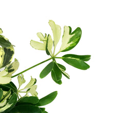 Load image into Gallery viewer, Schefflera, 4in, Janine
