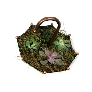 succulent umbrella Succulent Umbrella 12 IN – Floral Acres Greenhouse & Garden Centre
