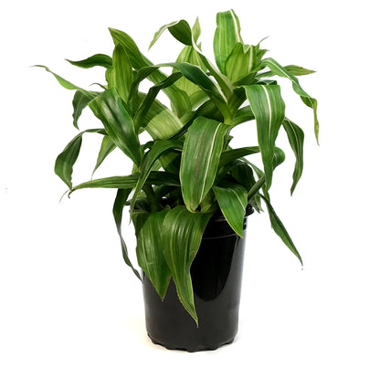 Callisia, 10in, Fragrans Variegata
