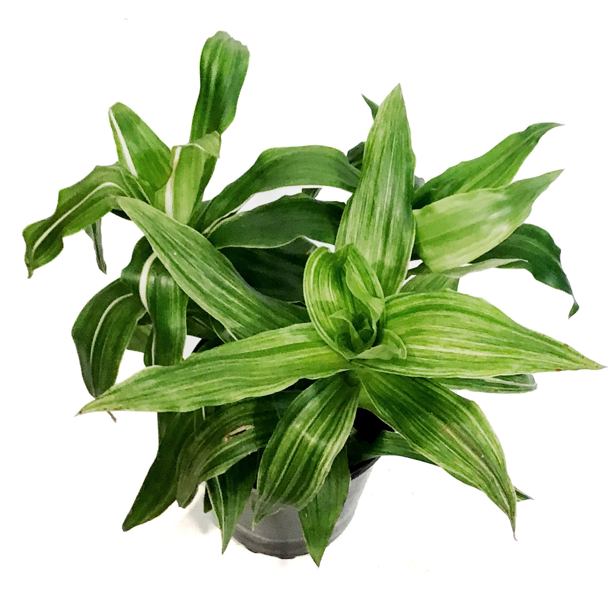 Callisia, 10in, Fragrans Variegata