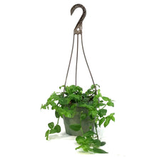 Load image into Gallery viewer, Tradescantia, 6.5in HB, Small Leaf
