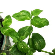 Load image into Gallery viewer, Tradescantia, 6.5in HB, Small Leaf
