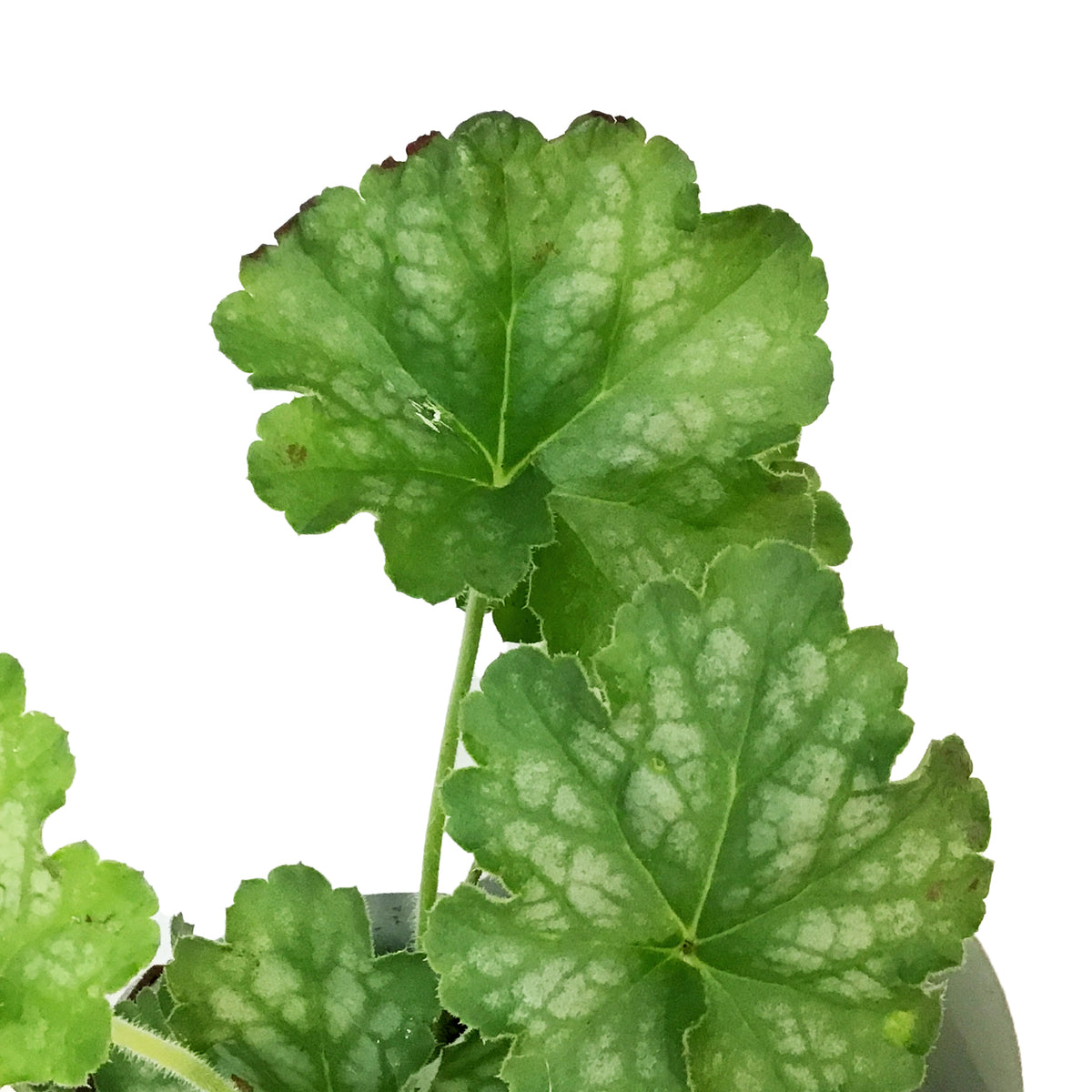 Heuchera, 6.5in HB