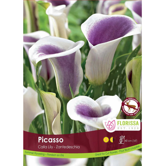 Calla Lily - Picasso Bulb, 1pk