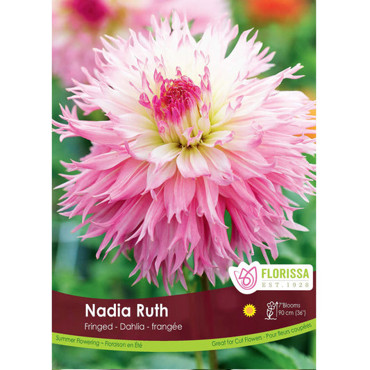 Dahlia, Fringed - Nadia Ruth Bulbs, 1 Pack