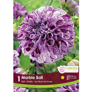 Dahlia - Marble Balll, 1 Pack