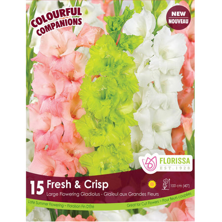 Gladiolus- Fresh and Crisp Mix Bulbs, 15 Pack
