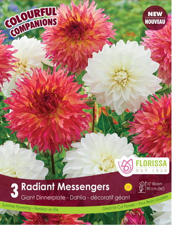 Dahlia Ball - Radiant Messengers Bulbs, 3pk