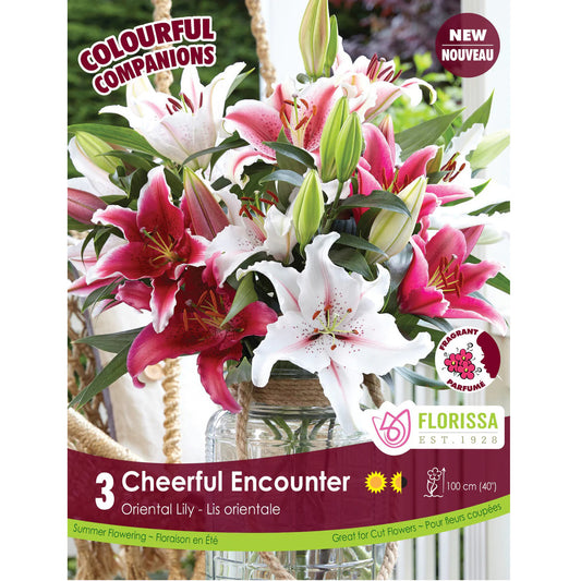 Colourful Companions - Cheerful Encounter, 3pk