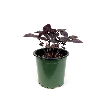 Herb, 4in, Basil, Basil Red Rosie