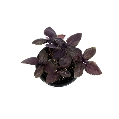 Herb, 4in, Basil, Basil Red Rosie