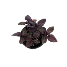 Load image into Gallery viewer, Herb, 4in, Basil, Basil Red Rosie
